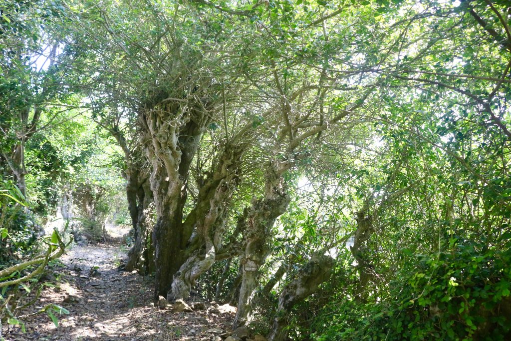 Ruavillage