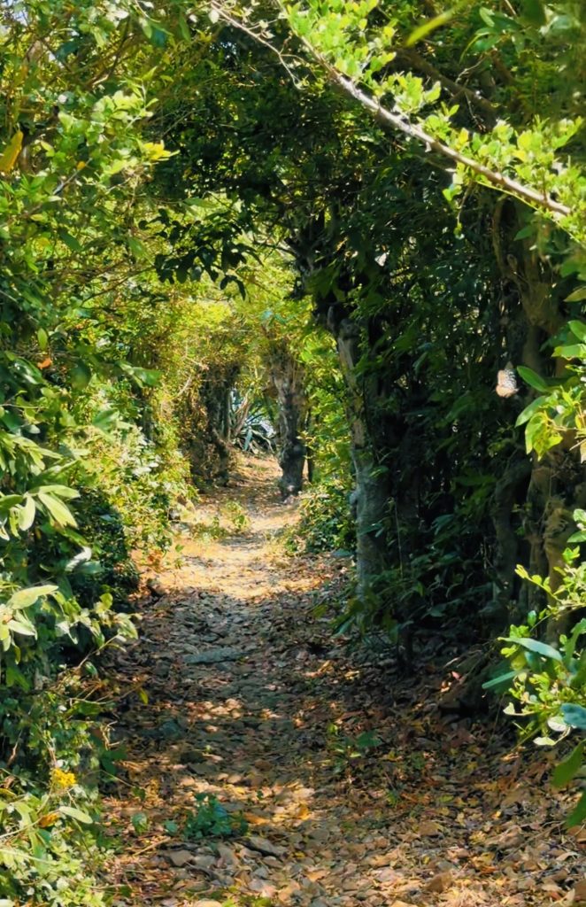 Ruavillage