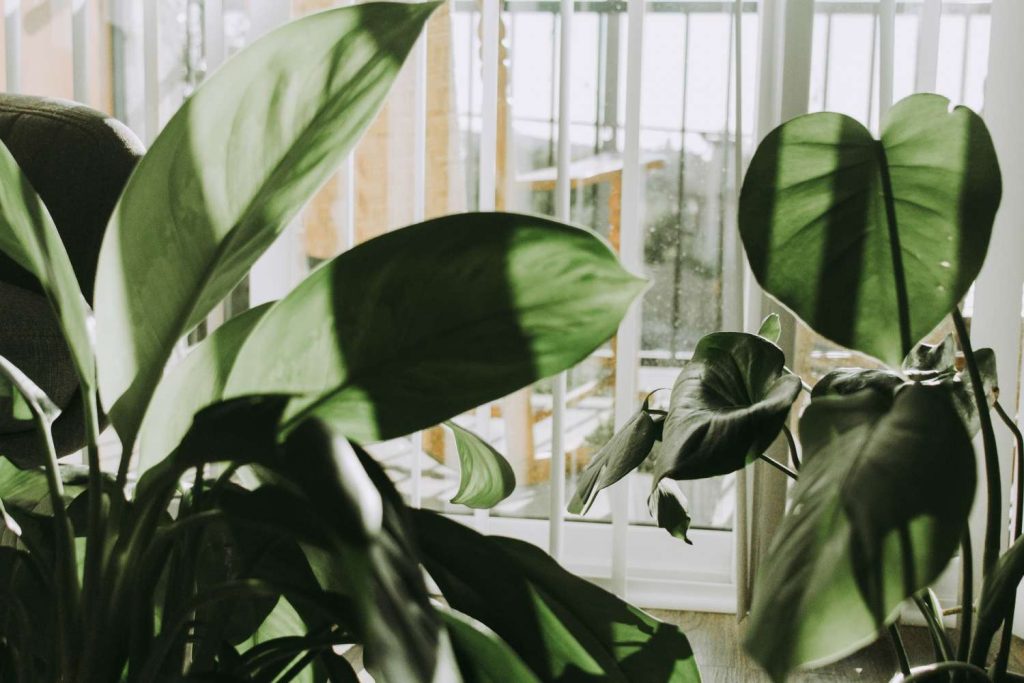 Ruavillage