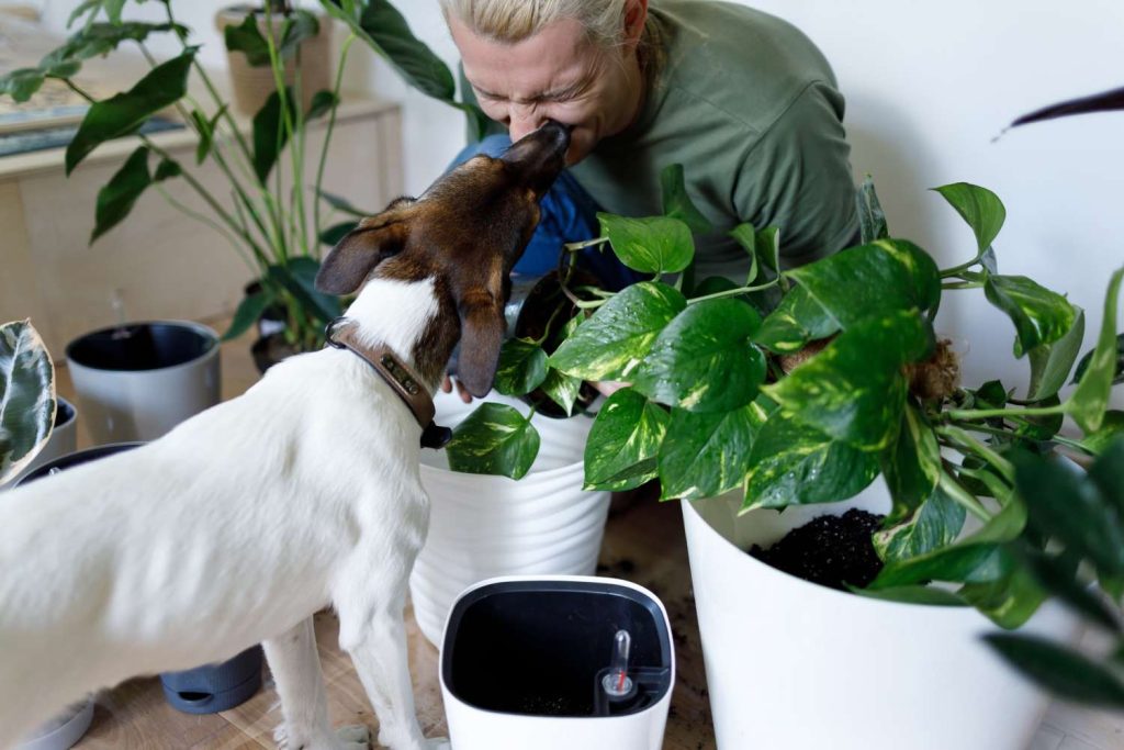 Ruavillage