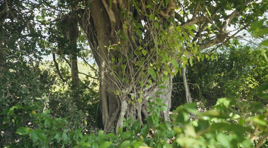 Ruavillage