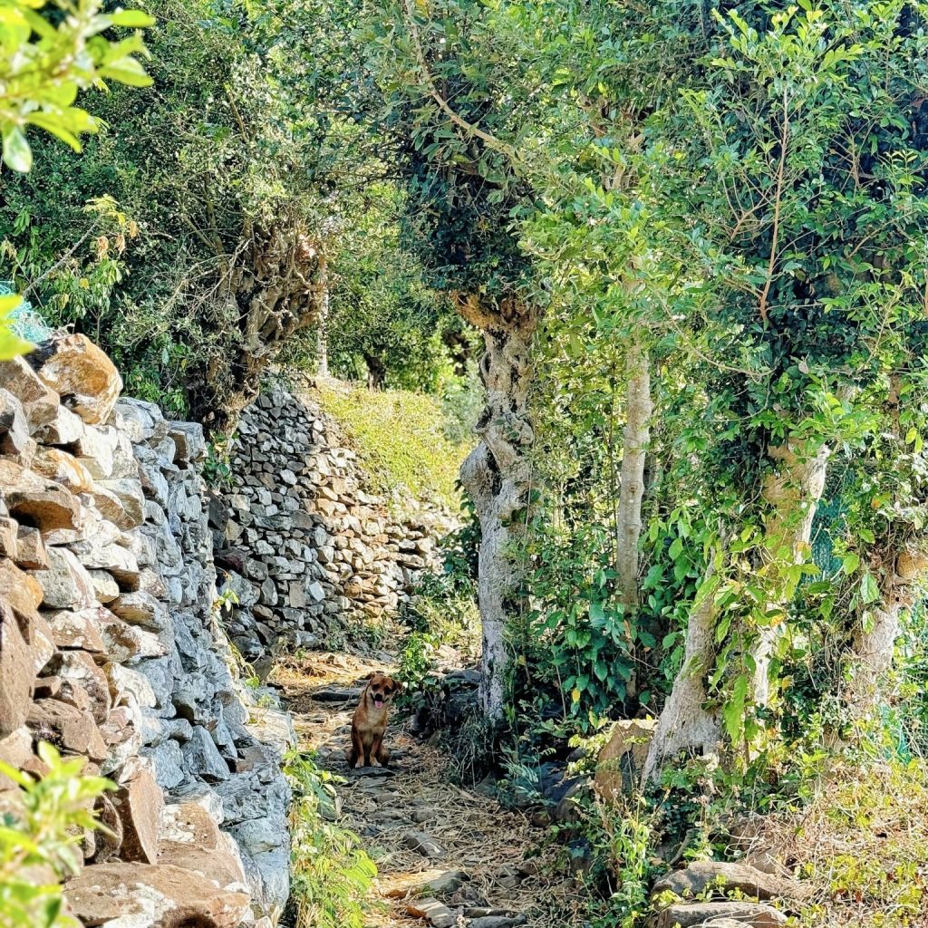 Ruavillage
