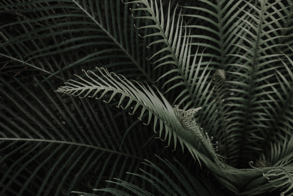 Ruavillage